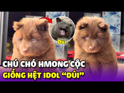 Chú chó Hmong Cộc có giao diện giống hệt Idol "Dúi" 😁