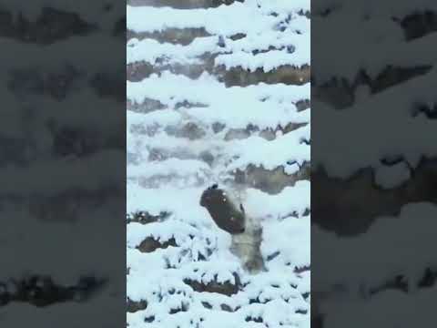 💥雪豹猎捕岩羊 Snow leopards hunting mountain goat #animal 【跟着图尔去旅行】