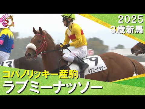 ラブミーナッソーが叩き合いを首差で制しデビュー勝ち！藤岡佑介騎手「しぶとくいい内容」　2025年2月1日(土)３歳新馬　京都ダート1400m　実況：川島壮雄【カンテレ公式】