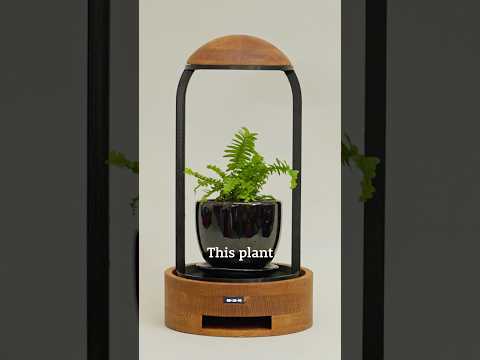 This plant will die if I'm on my phone too much