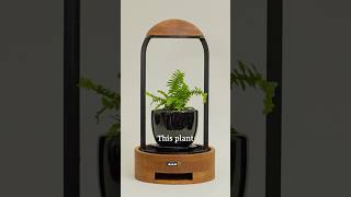 This plant will die if I'm on my phone too much