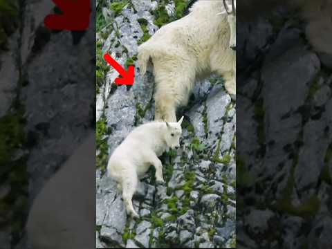 goat video #viral #animals #shorts
