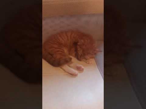 BroCat is sleeping to relaxed Lofi Music #shorts