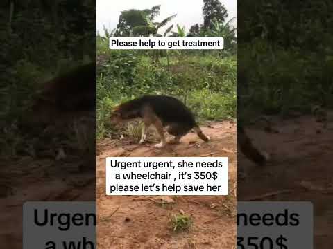 #helpmeplease #doglovers#youtubedoglovers#rescue #everywere#$treatment