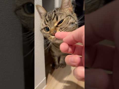 猫の動画サムネイル - パパ帰宅でｽﾘｽﾘモンスターと化す猫たちwww #shorts #猫 #cat
