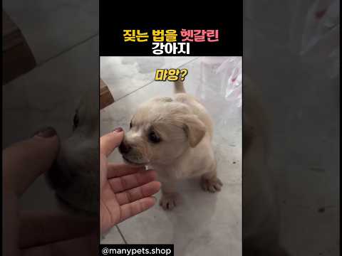 짖는 법을 헷갈린 새끼강아지 #동물 #강아지 #개