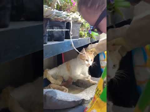 Kittens and Mama Cat Rescued #cat #catrescue #kittenrescue #kitten #kitten #rescue #animalrescue