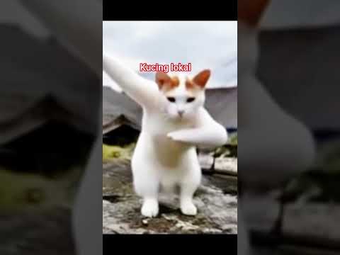 kucing lokal menari nari