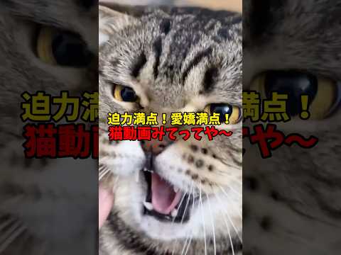 心癒される猫の可愛い仕草を最後まで楽しもう サムネイル