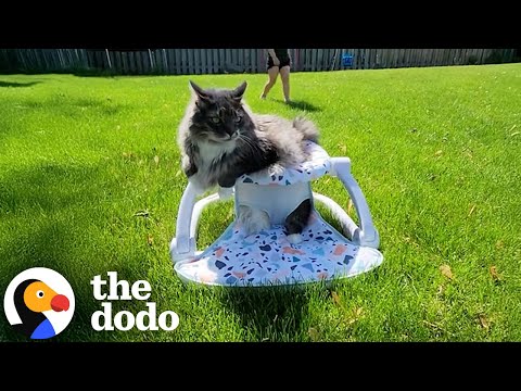 Cat’s Favorite Chair Proves He’s the Baby of the Family | The Dodo