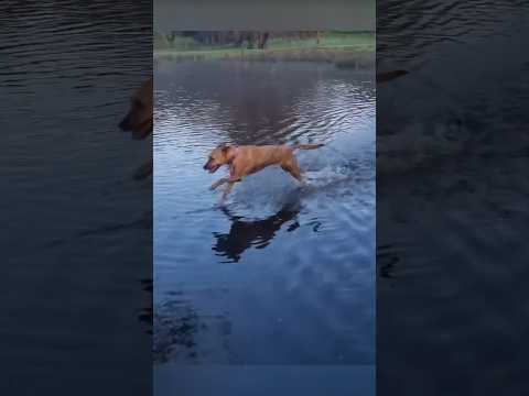 Oh..no! Can’t stop at all 🤣 #dog #funnyanimals #pets