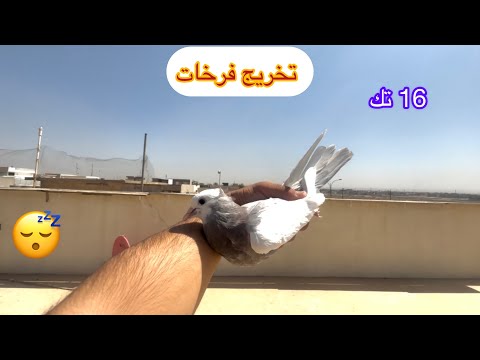 تخريج فرخات زواجل ويرانيات عدد 16 تك