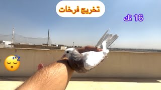 تخريج فرخات زواجل ويرانيات عدد 16 تك