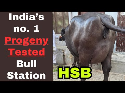 किस किस बुल के बच्चों ने दिया 20+ KG दूध - सभी होने जा रहे Progeny tested bull at HSB