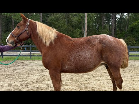 Roan Belgian driving