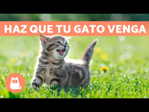 Maullidos para ATRAER GATOS 🐱🔊 (Sonidos para que Tu Gato Venga)