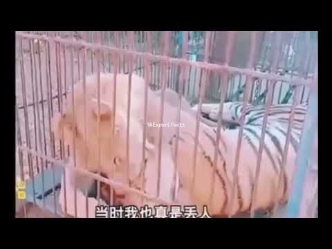 Lion vs Tiger - Lion Killing a tiger