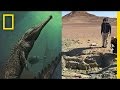 Exploration and Discovery of Machimosaurus Rex