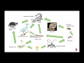 Exploring Food Chains and Food Webs