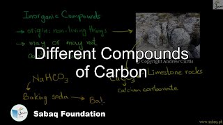 Different Compounds of Carbon
