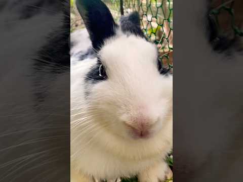 #cute #yummy #rabbit #rabbits #lovely #love #shortvideo #short #shorts #top #funny #shortvideo #top