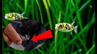 These Fish are Stressful!