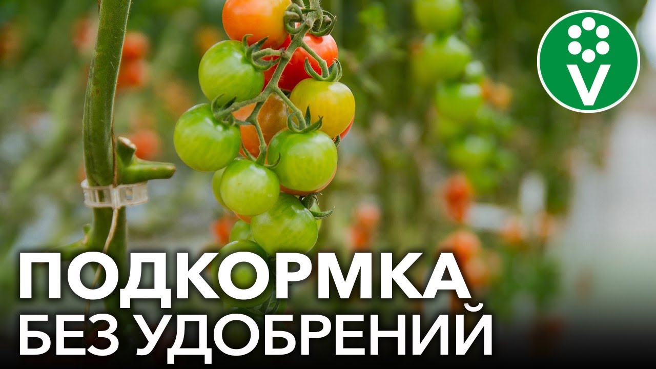 Помидоры, перцы и огурцы преобразятся на глазах после этой подкормки без удобрений!