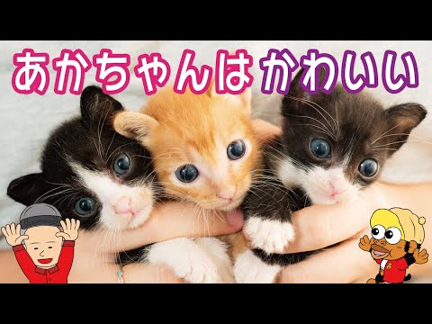 誰の赤ちゃん？？赤ちゃんはかわいい！動物クイズ！つーちゃんとボビーくん♪