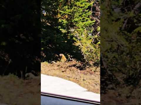 big chilling getting some sun by the river #wildlife #wyominglife