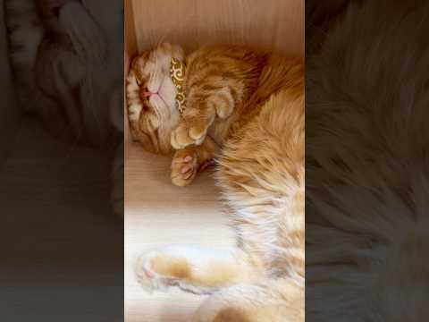 見てるだけで幸せになる猫の寝顔