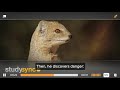 Exploring the Themes of Rikki-Tikki-Tavi