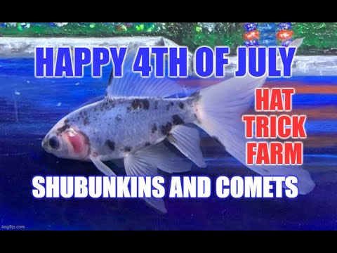 💙SHUBUNKIN AND COMET GOLDFISH💙BLUE & RED GOL This is just a fun video including some of my single tail goldfish.  I enjoy breeding and  raising t