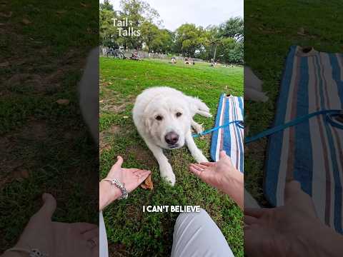 We saw our dog friend Butters in the park! #pyrenees #dog