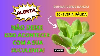 #COMO VOCÊ CUIDA DE SUCULENTA?    #PauloBonsai​​​​​​​​​​​😉😍