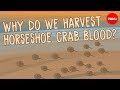 The Science Behind Horseshoe Crab Blood Harvesting