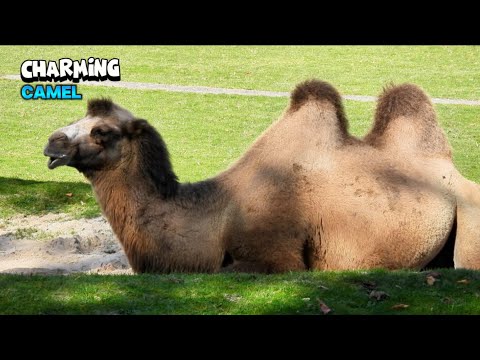 Big Phenomenal Camel Relaxing