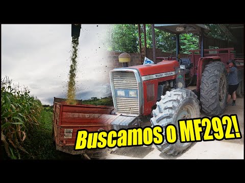 BUSCAMOS REFORÇO! CHEGOU O MASSEY FERGUSON 292 TURBO PARA AJUDAR NA SILAGEM! MILHO TA TOP!