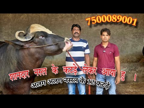 12 बड़े कटड़े मुर्रा ओर निल्ली राबी  आर पार  के दाम मै एक ही व्यापारी पर खड़े करे अभी सम्पर्क #murraha