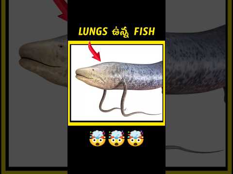 🤯 African Lung Fish Can Survive upto 4years | Fish facts