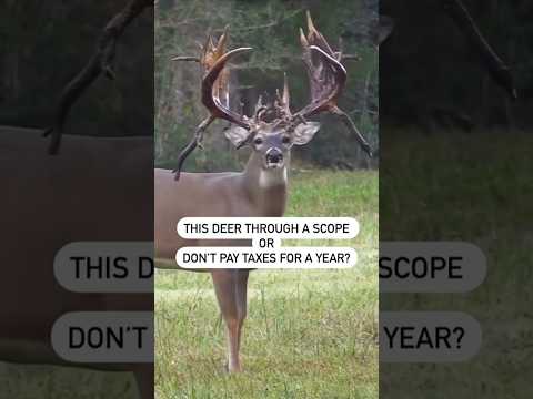 TOO MUCH WHITETAIL BUCK?  #huntingshorts