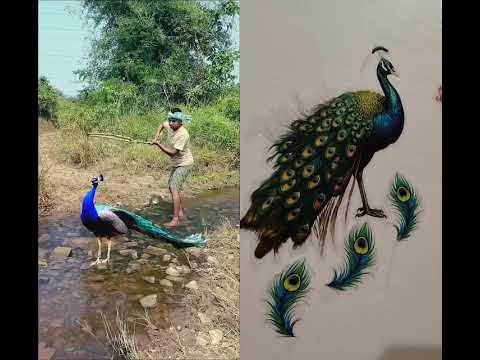 national bird🦚🦚🦚🦚😍😍😍🤩😍😍😍💗💓💓💗