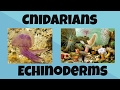 Understanding Nedarians and Ecnoderms