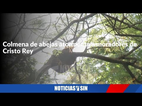 Colmena de abejas atormenta a moradores de Cristo Rey