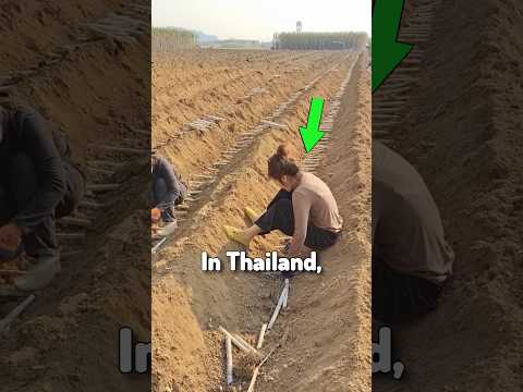 Unique Way Of Planting Sugarcane In China