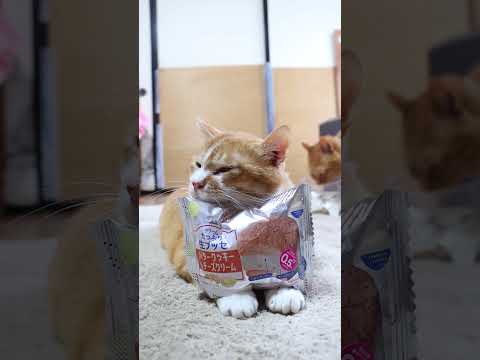 猫の動画サムネイル - クリームたっぷり生ブッセ　バタークッキー＆チーズクリーム　250516 　#のせ猫　#ねこ　#cat #cute #ネコ #猫のいる暮らし #cutecat #animals 　#元野良猫