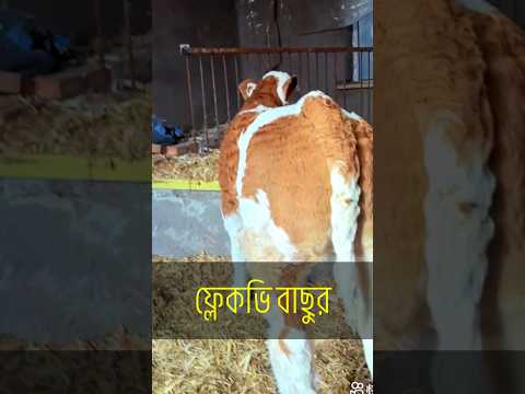 উন্নত জাতের ফ্লেকভি বাছুর #flackvheen #calf #livestock #agriculture #shortvideo