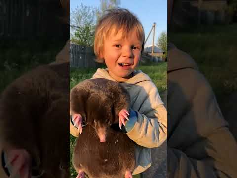 Хлопець переплутав крота з котиком