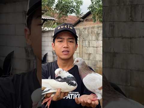 Shoott merpati silver merpatiku