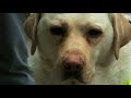 Challenges and Support for Blind Individuals