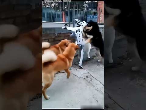Amazing fight between dog and robot #dogshorts  #viralvideo